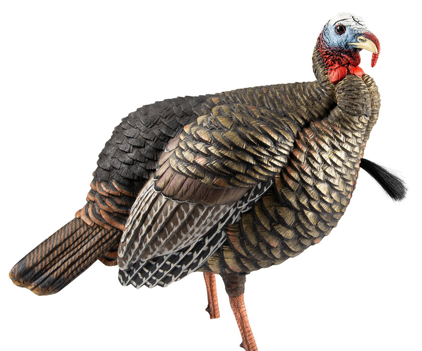 Avian X AVXAVX8105 HDR Jake Turkey Decoy Multi Color